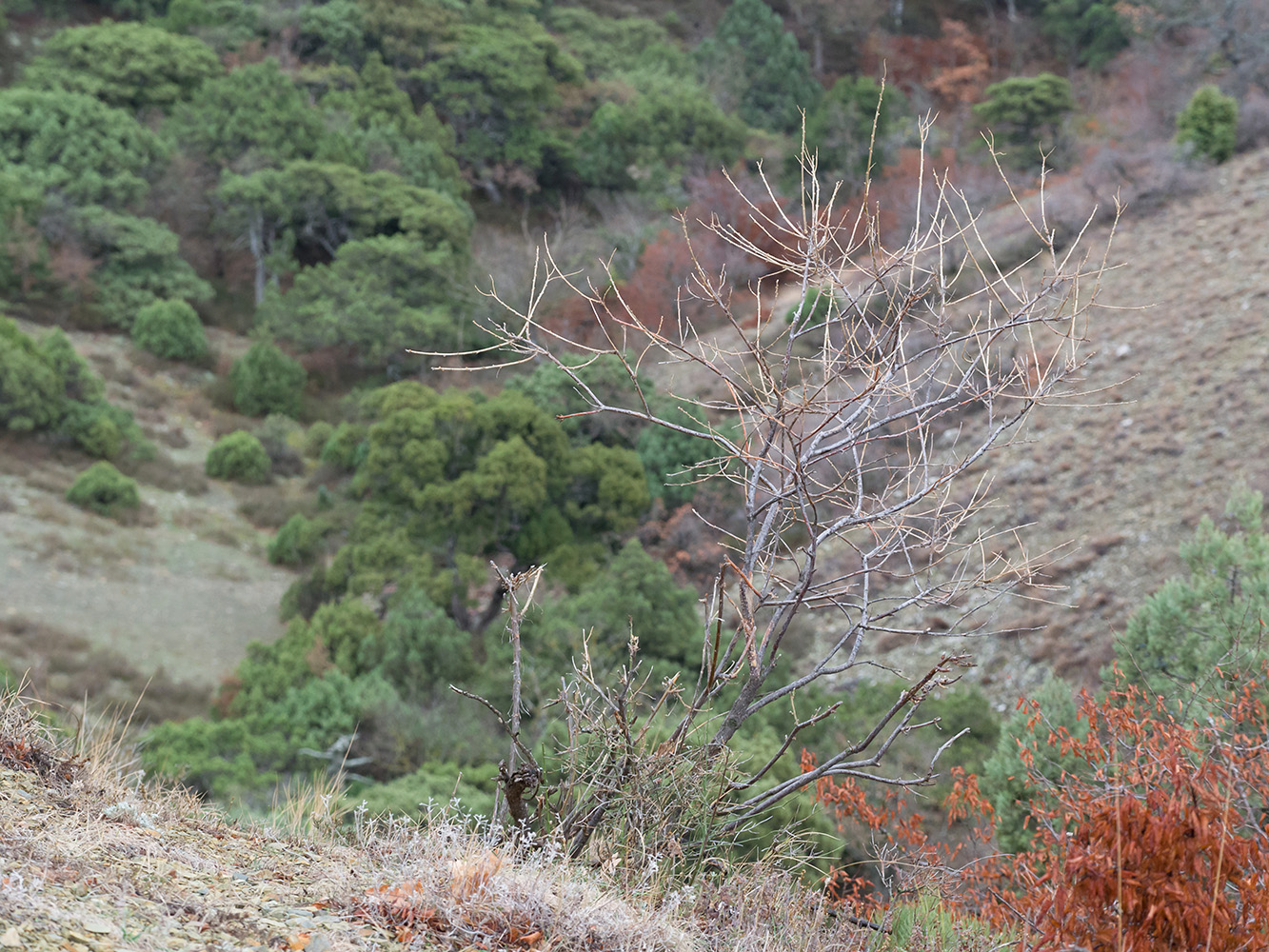 Image of Lonicera etrusca specimen.