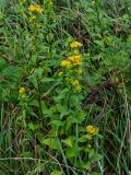 Solidago subspecies dahurica