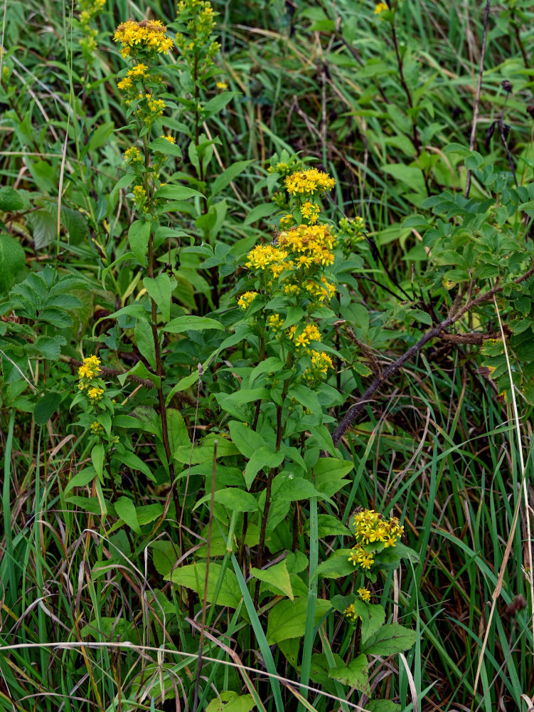 Image of Solidago virgaurea ssp. dahurica specimen.