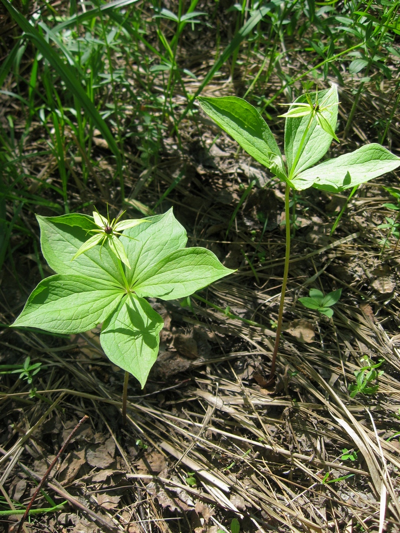 Изображение особи Paris quadrifolia.