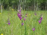 Gladiolus imbricatus. Верхние части цветущих растений. Ульяновская обл., Новомалыклинский р-н, окр. с. Стар. Малыкла, пойма р. Бол. Черемшан, местами заболоченный, поросший ивняком луг, опушка леса. 28.05.2023.