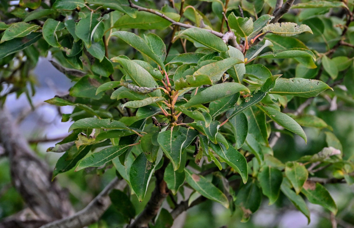 Image of genus Salix specimen.