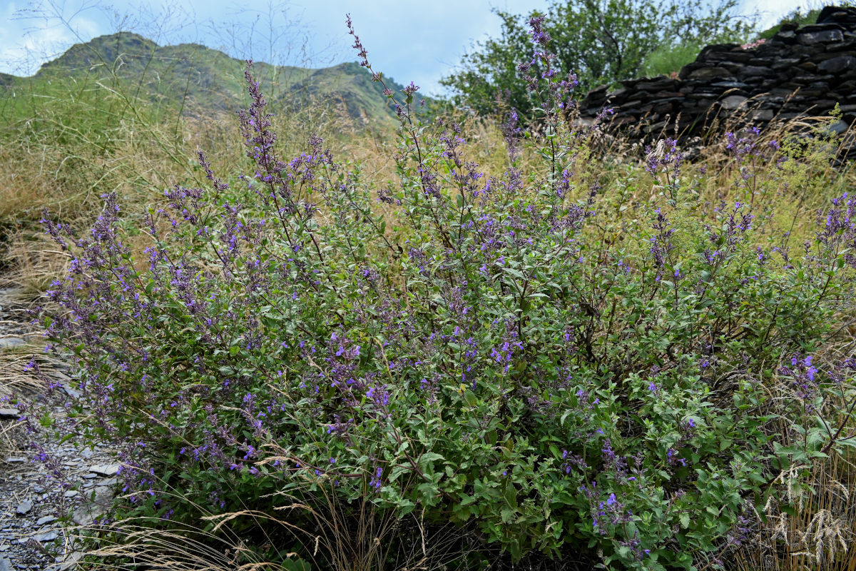 Image of Nepeta grandiflora specimen.