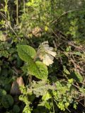 Symphytum grandiflorum. Верхушка цветущего растения. Краснодарский край, городской округ Сочи, Хостинский р-н, Мацестинский лесопарк, широколиственный лес. 25.02.2024.