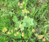 Alchemilla glaucescens