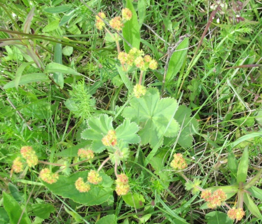 Изображение особи Alchemilla glaucescens.