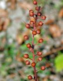 Lysimachia dubia