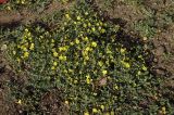 Potentilla semiglabra