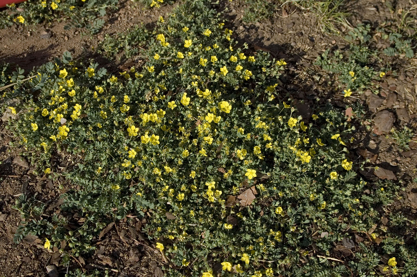 Image of Potentilla semiglabra specimen.