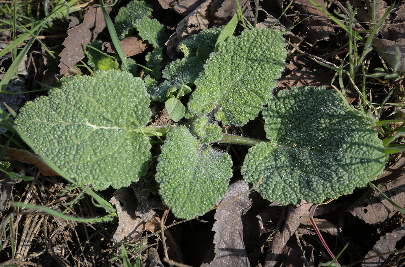 Image of genus Salvia specimen.