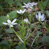 Ornithogalum woronowii. Соцветие. Абхазия, Гудаутский р-н, Мюссерский лесной массив, русло р. Риапши, опушка широколиственного леса. 12.04.2024.