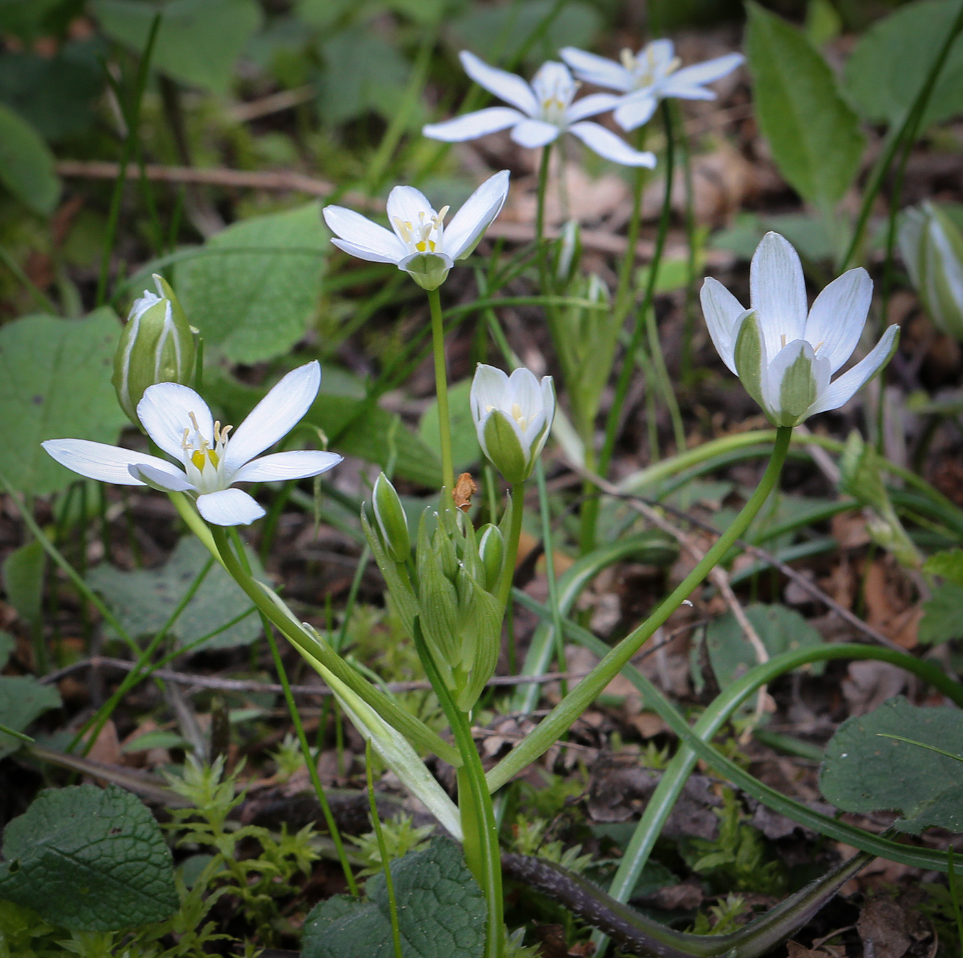 Image of Ornithogalum woronowii specimen.
