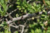 Berberis thunbergii. Часть ветви с бутонами. Приморский край, Уссурийский ГО, Горнотаёжный дендрарий ДВО РАН. 04.05.2024.