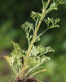 Image of taxon representative. Author is Вера Волкотруб