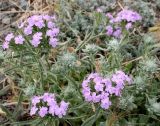 Dianthus pseudarmeria