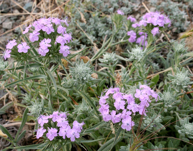 Image of Dianthus pseudarmeria specimen.