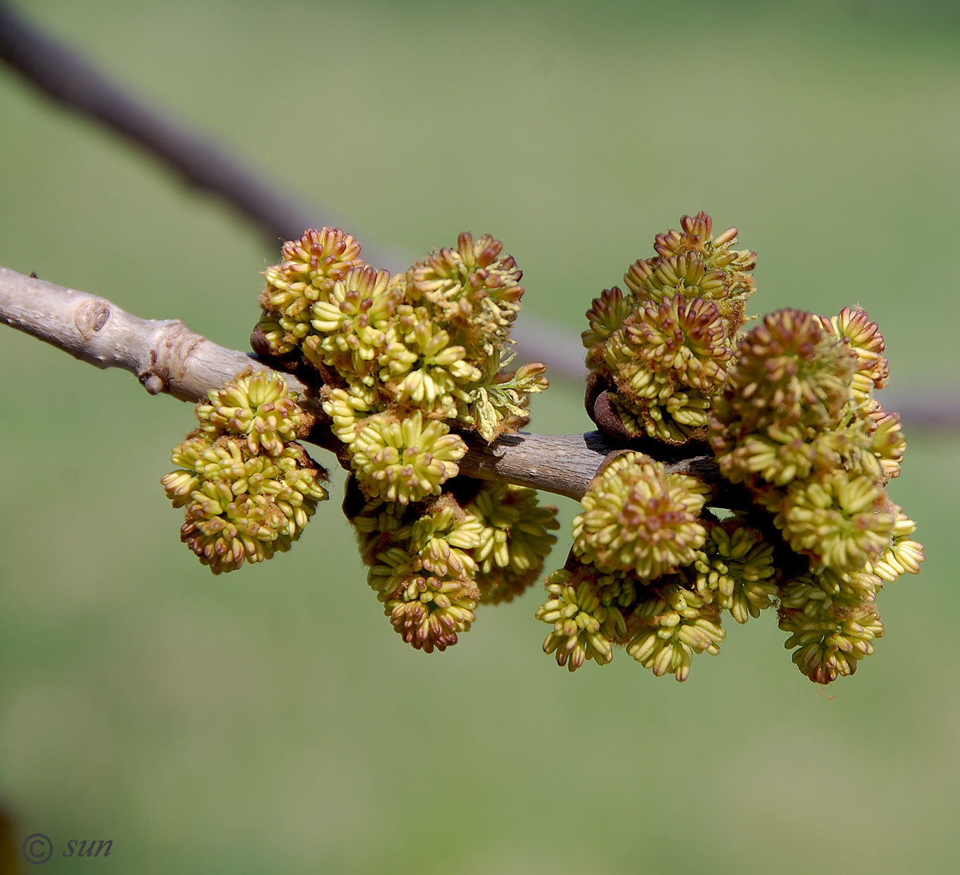 Image of Fraxinus pennsylvanica specimen.