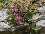 Sedum spurium