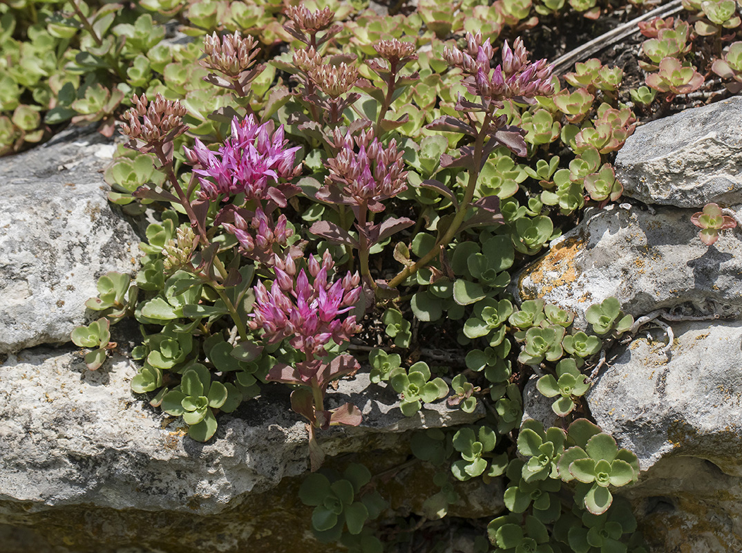 Image of Sedum spurium specimen.