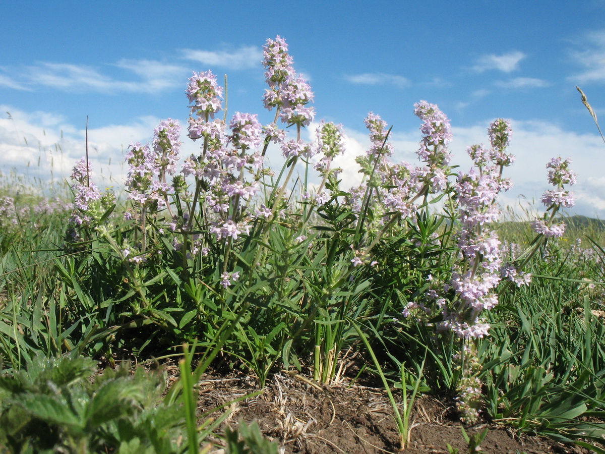 Image of Thymus marschallianus specimen.