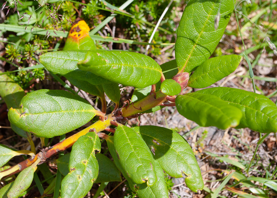 Image of Rhododendron aureum specimen.