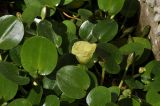 Hydrocleys nymphoides