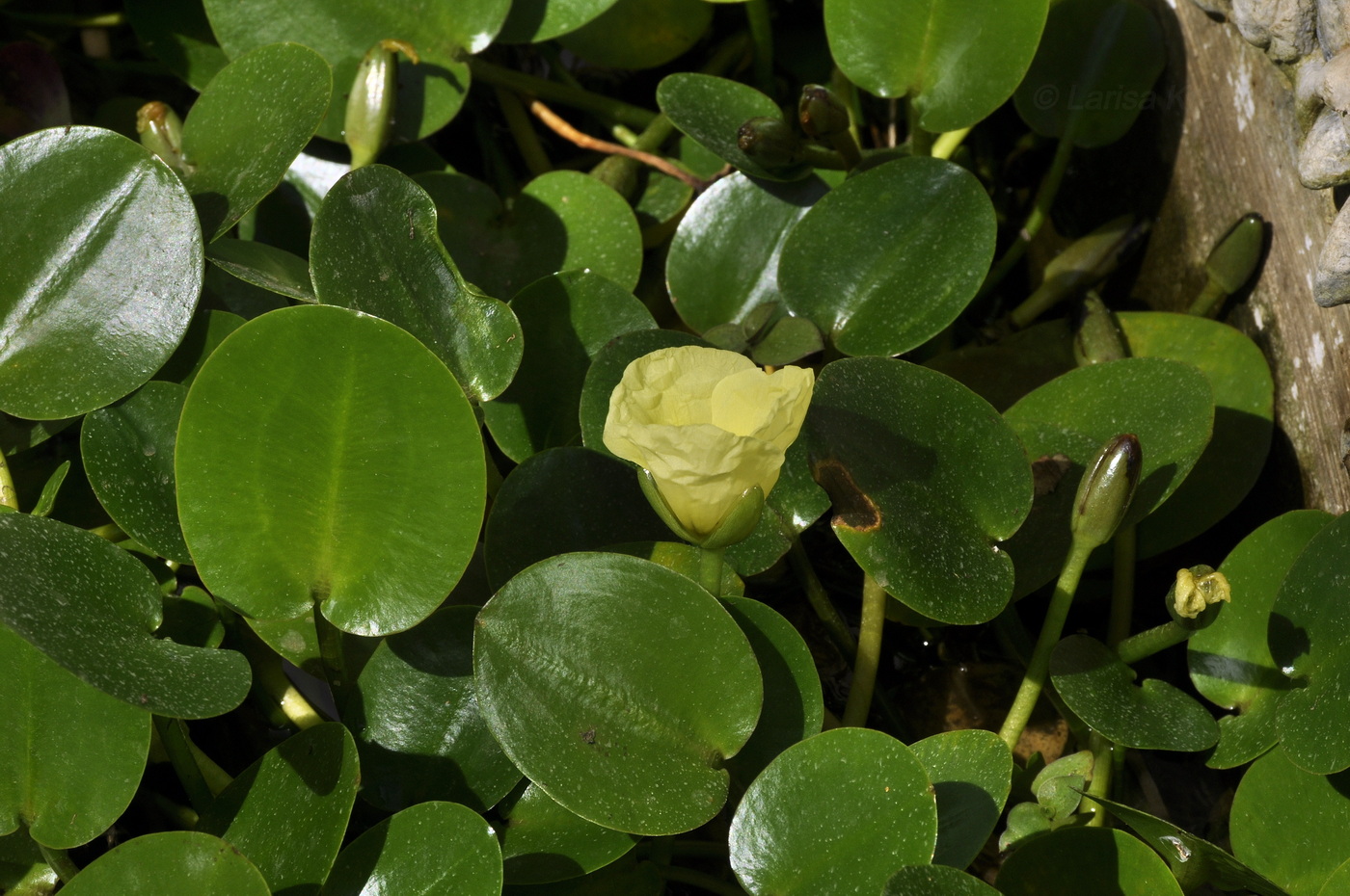 Image of Hydrocleys nymphoides specimen.