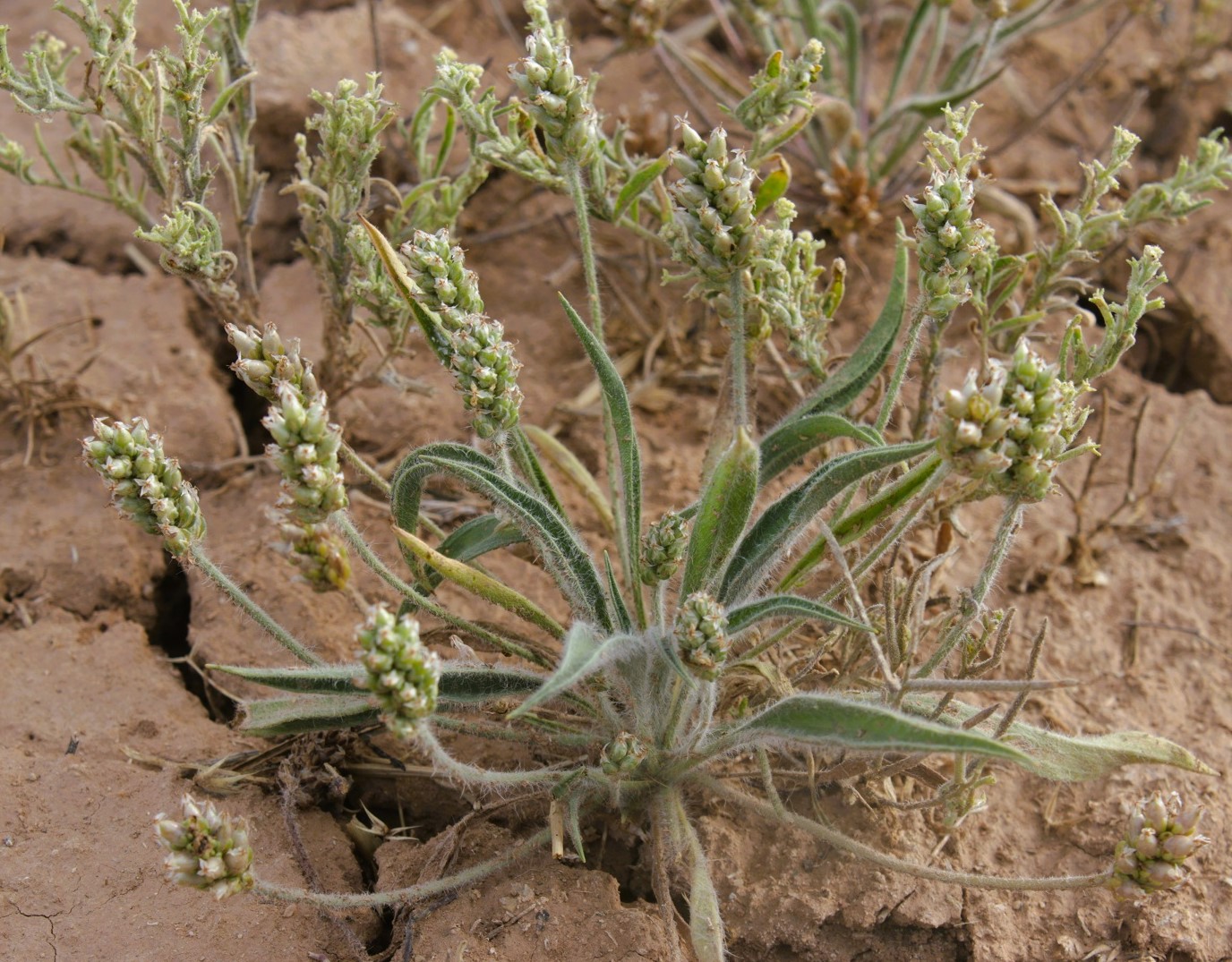 Image of Plantago dubia specimen.