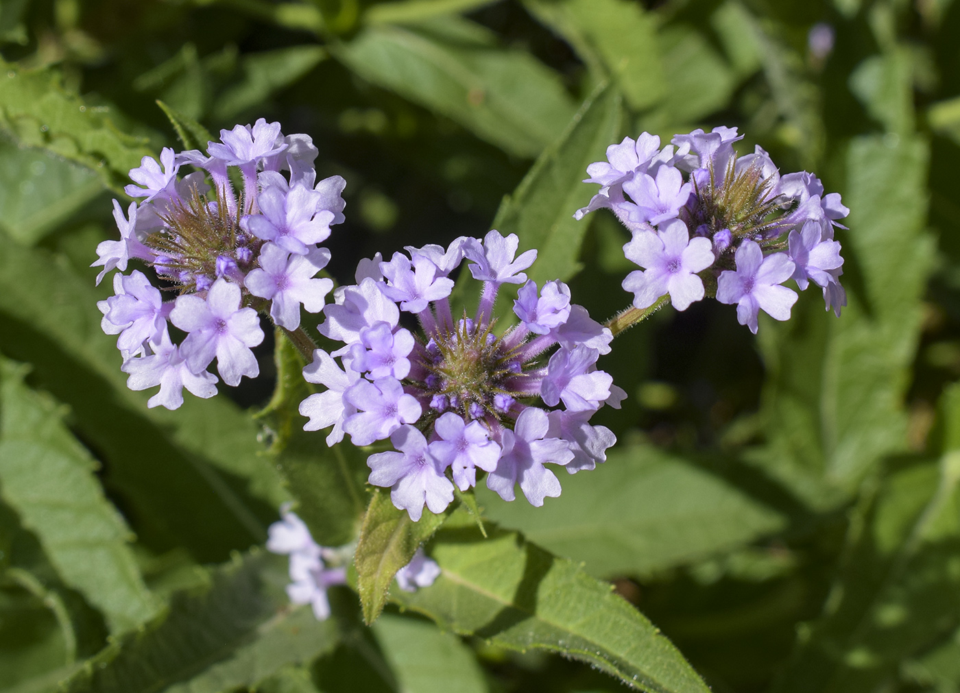 Image of Verbena rigida specimen.