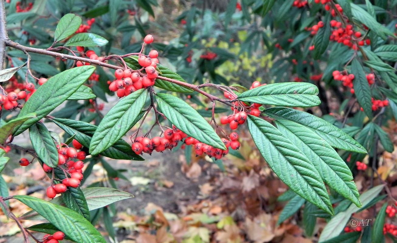 Image of Cotoneaster salicifolius specimen.