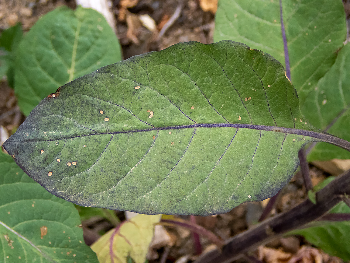 Image of Atropa bella-donna specimen.