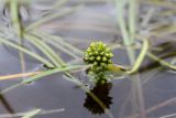 Sparganium hyperboreum. Соплодие. Кольский п-ов, Хибины, долина р. Вудъяврйок, мелководное заболоченное озерко. 09.08.2010.