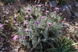 Cousinia bonvalotii