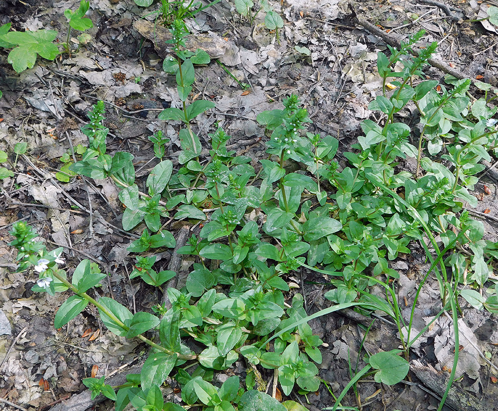 Image of Veronica serpyllifolia specimen.