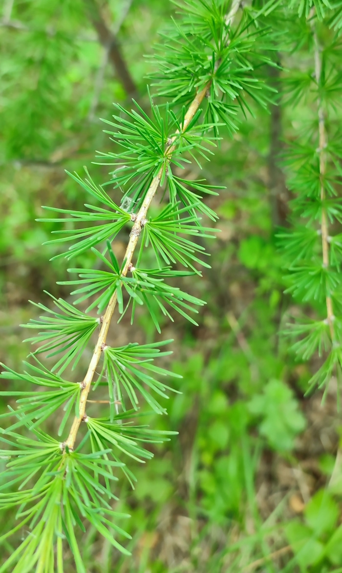 Image of Larix sibirica specimen.