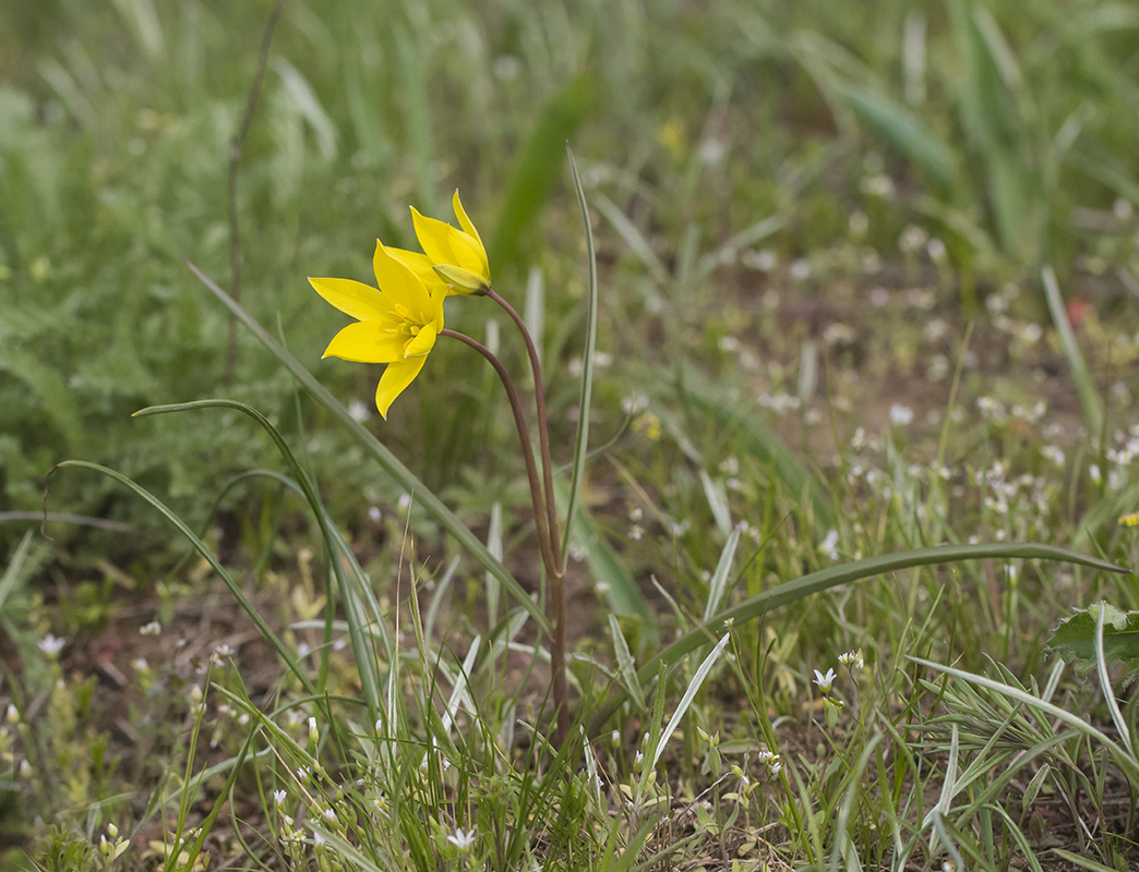 Image of Tulipa scythica specimen.