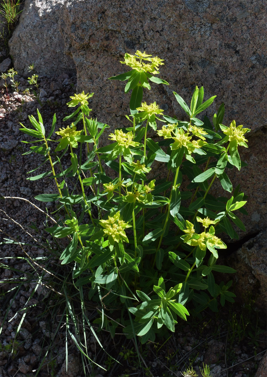 Изображение особи Euphorbia sarawschanica.