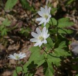 Anemone altaica