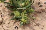 Dipterocome pusilla