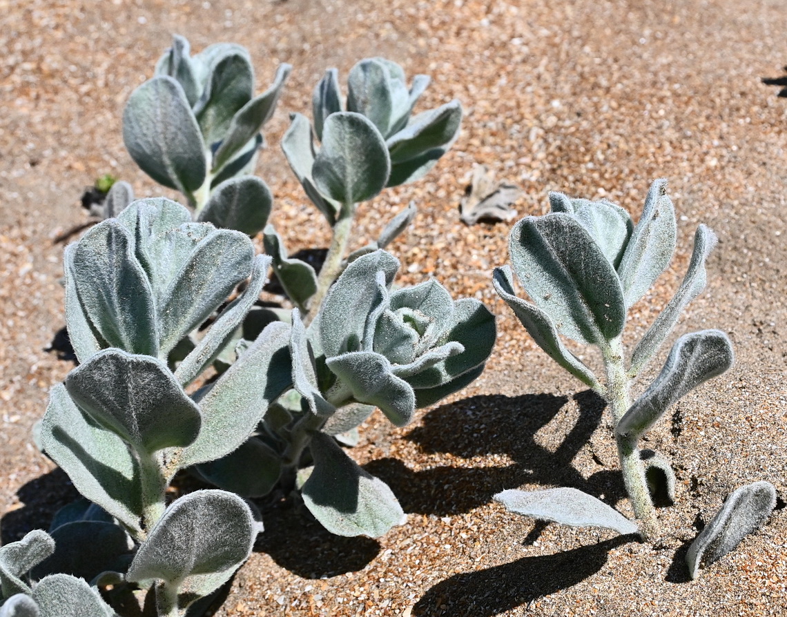 Image of Convolvulus persicus specimen.