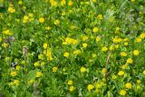 Trifolium campestre