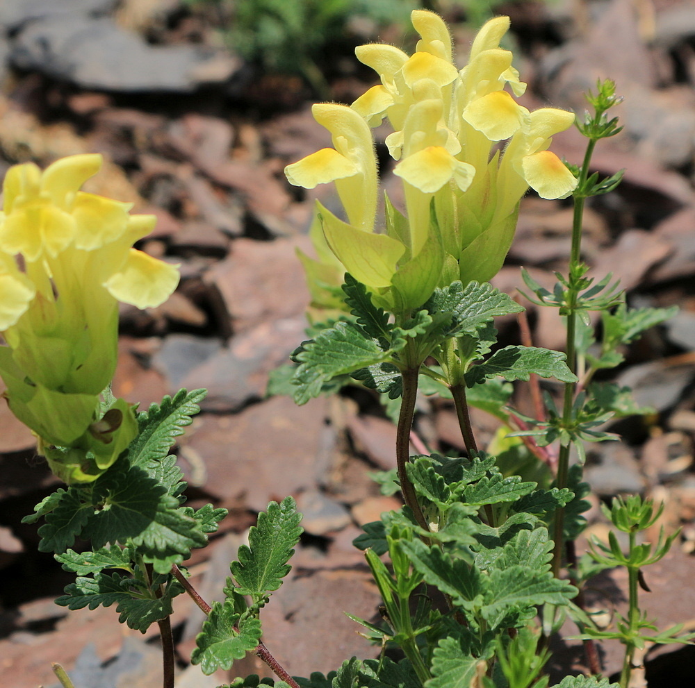 Изображение особи Scutellaria oschtenica.