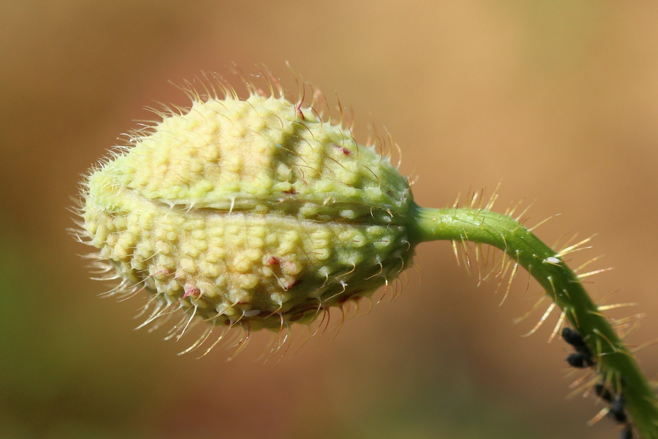 Изображение особи Papaver rhoeas.