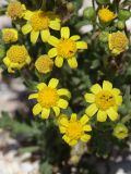 genus Senecio
