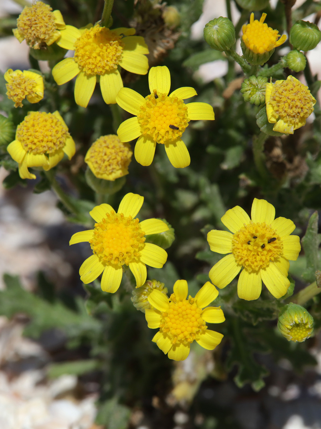 Изображение особи Senecio noeanus.