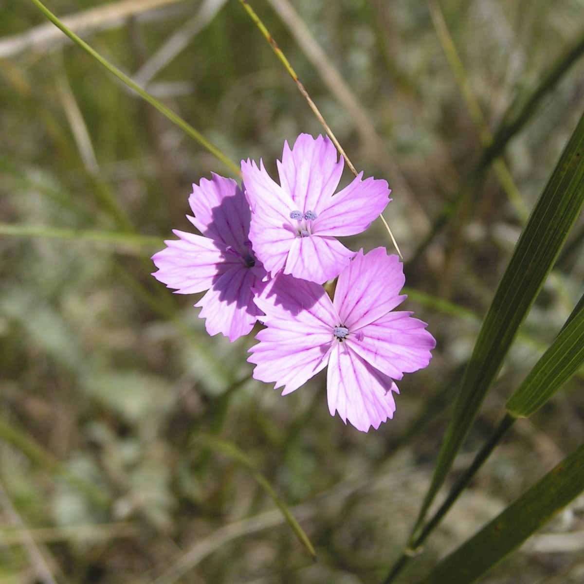 Image of genus Dianthus specimen.