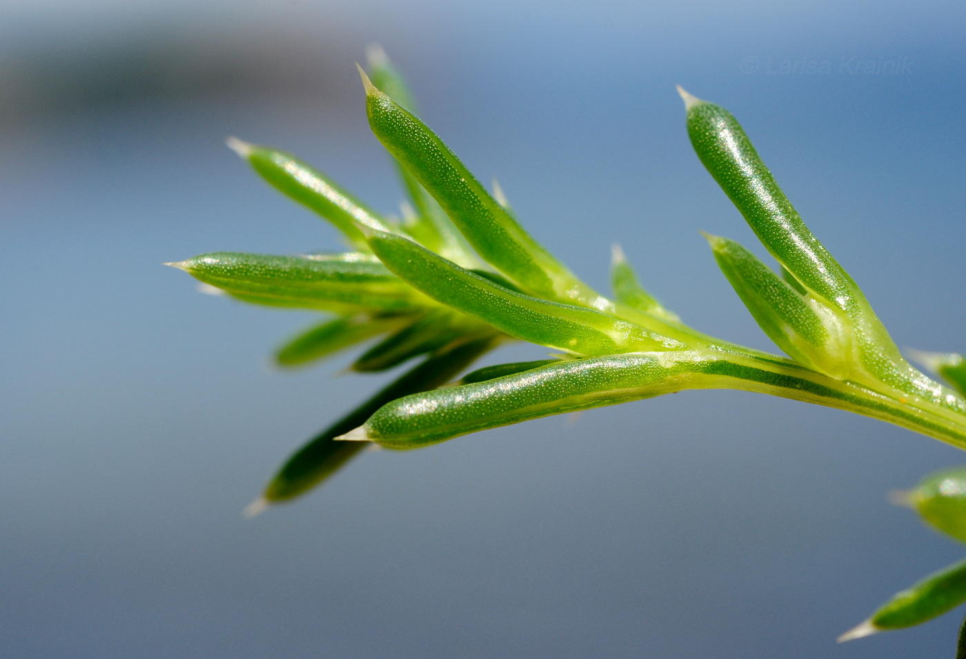 Image of Salsola komarovii specimen.