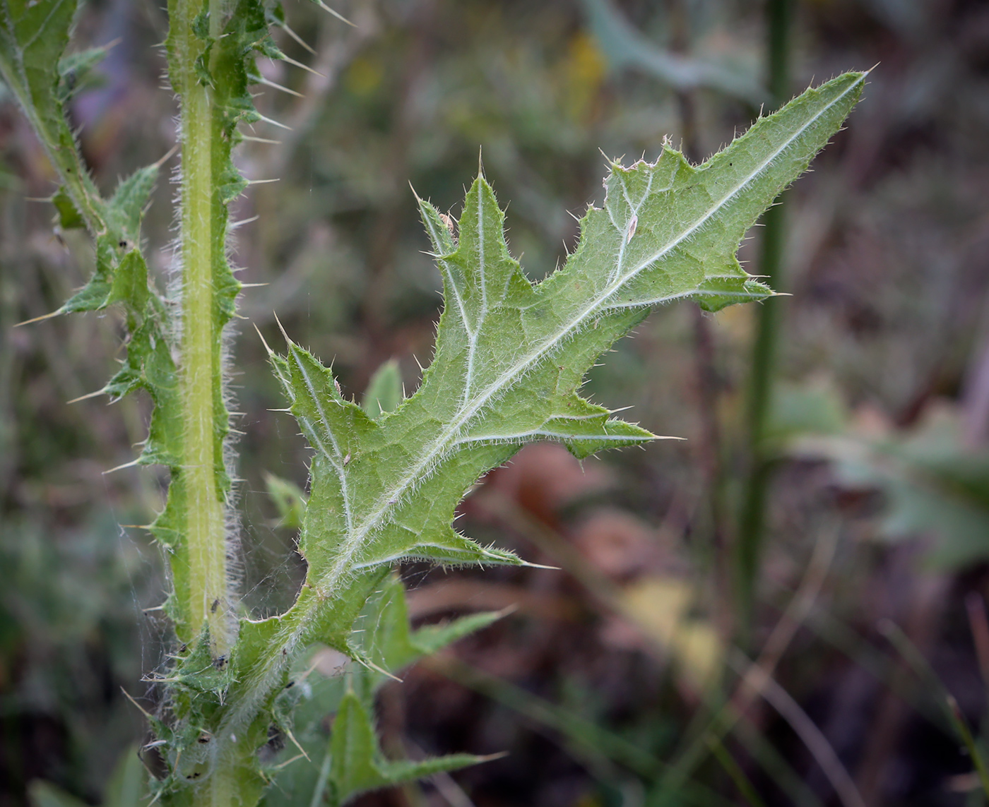 Изображение особи Cirsium vulgare.