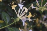 Lonicera periclymenum