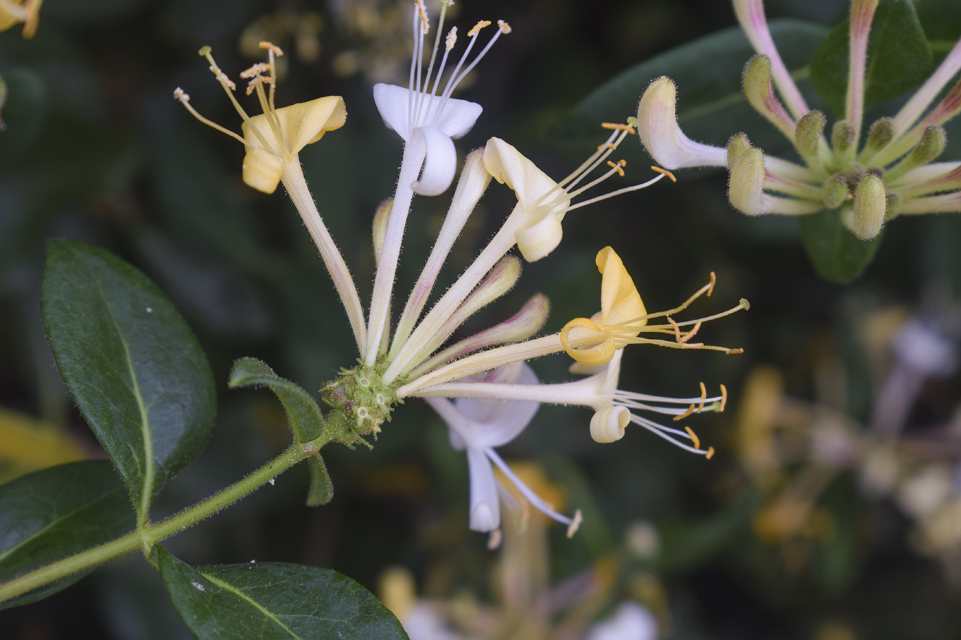 Изображение особи Lonicera periclymenum.